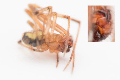 Réf. 307 632 : Theridion sp.